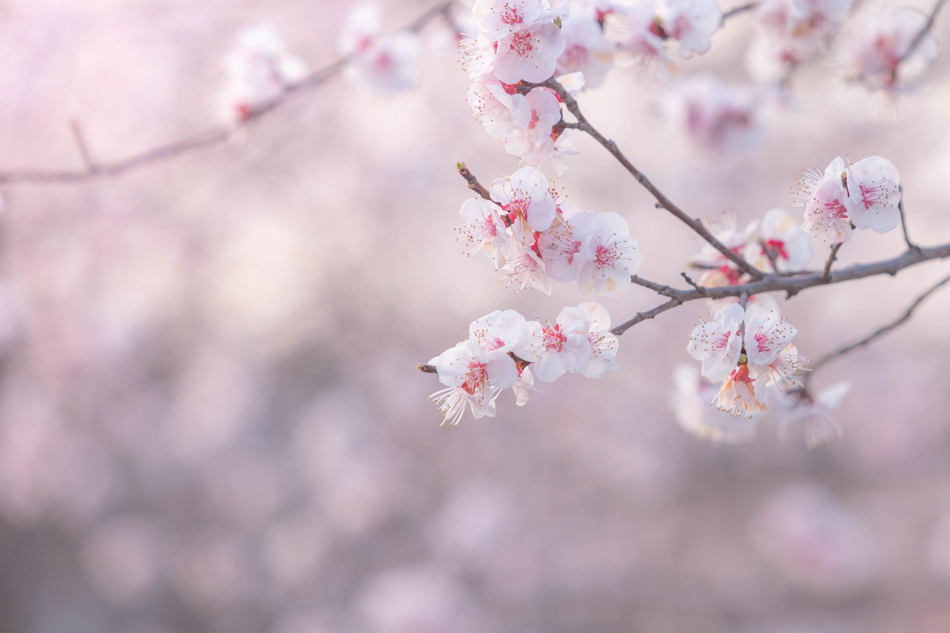 abstract cherry blossom [Soft focus, Background]