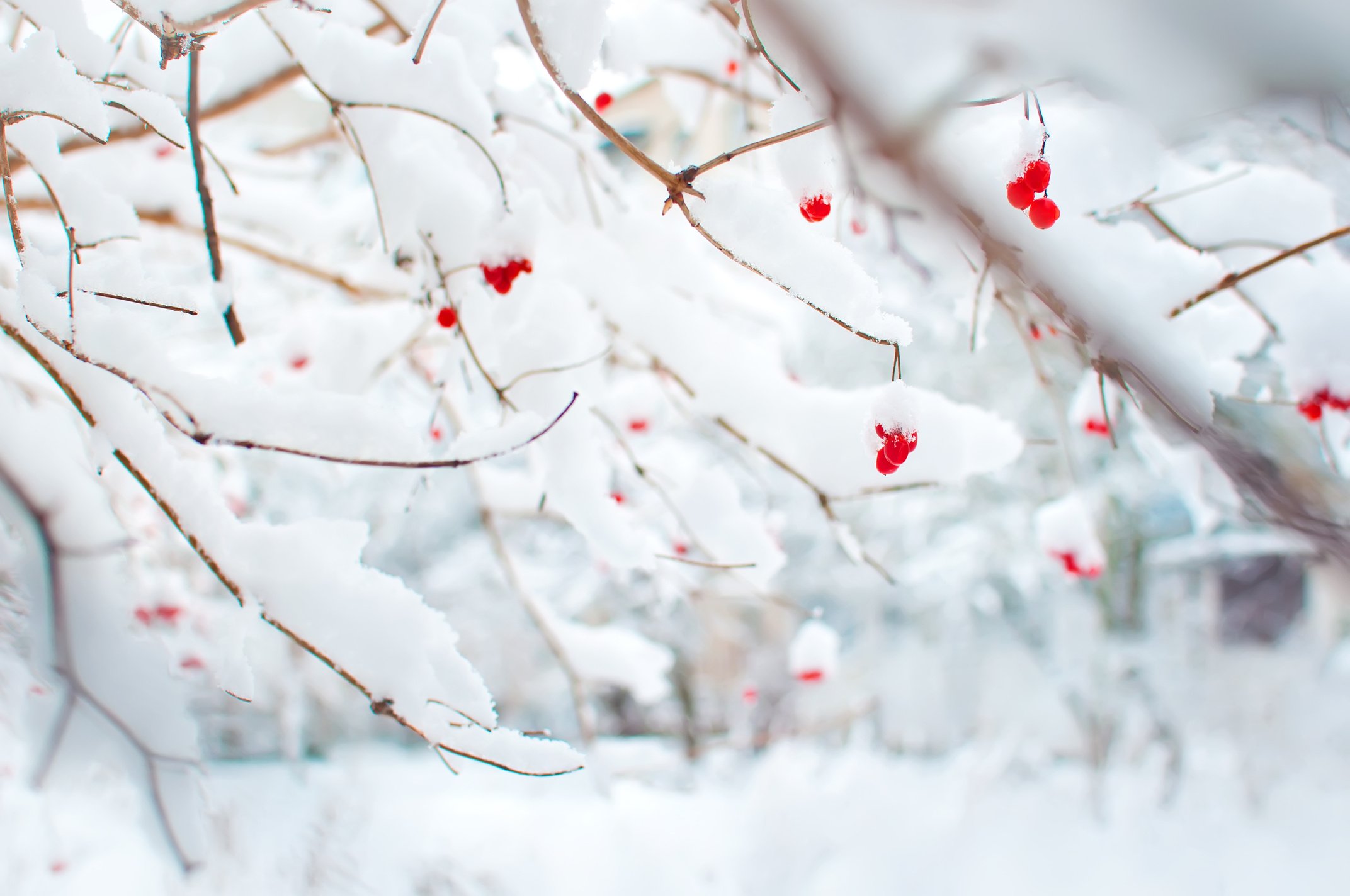 Several red ripe fruits of viburnum covered in snow and hanging on branches in a garden